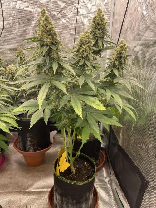 Purple Overload. Week 13