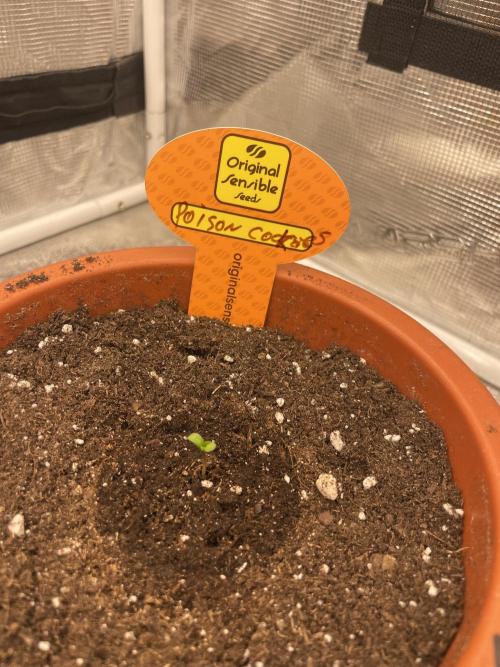 C.C.G / O.S.S Grow Event Poison cookies. Week 1