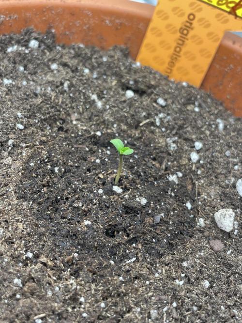 C.C.G / O.S.S Grow Event Poison cookies. Week 1