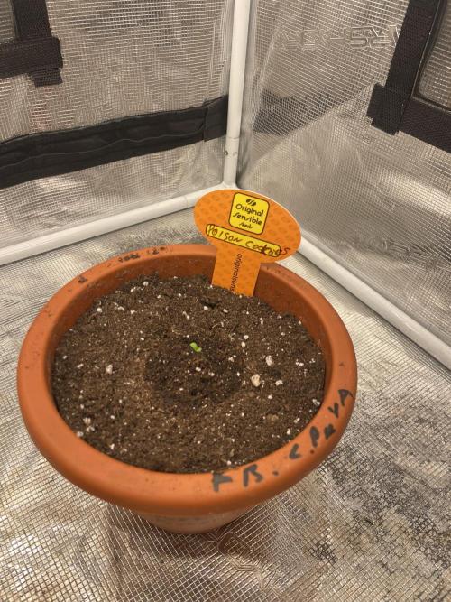 C.C.G / O.S.S Grow Event Poison cookies. Week 1