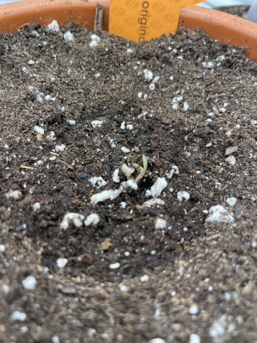 C.C.G / O.S.S Grow Event Citrus Slurp. Week 1