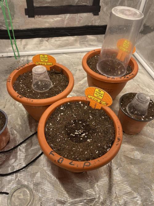 C.C.G / O.S.S Grow Event Citrus Slurp. Week 1