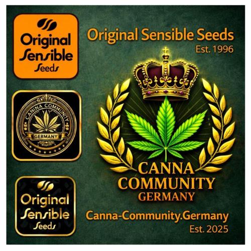 C.C.G / O.S.S Grow Event Banana Fumes. Week 1