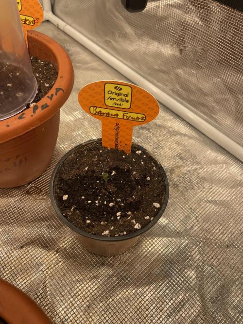 C.C.G / O.S.S Grow Event Banana Fumes. Week 1