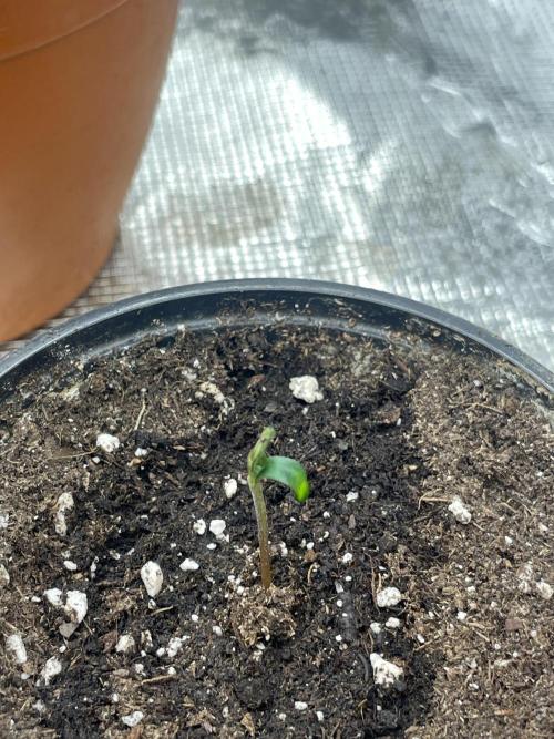 C.C.G / O.S.S Grow Event Banana Fumes. Week 1