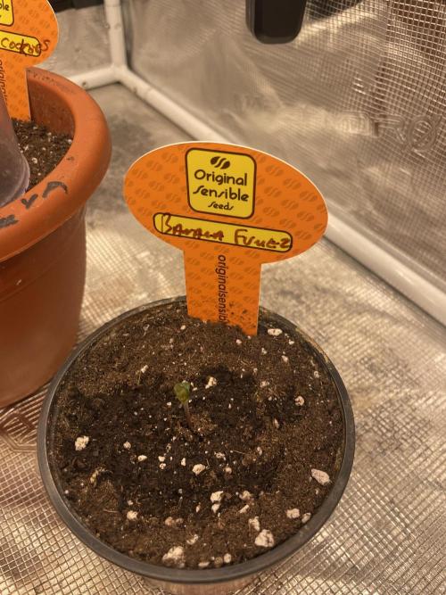 C.C.G / O.S.S Grow Event Banana Fumes. Week 1