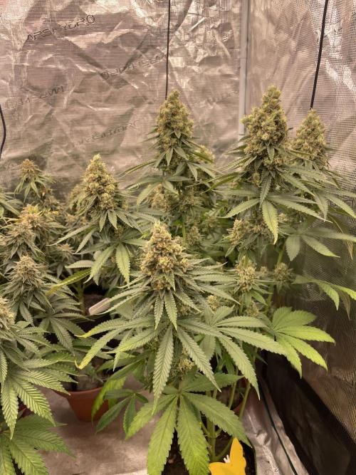 Purple Overload. Week 14