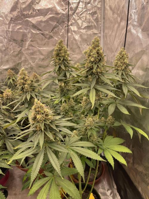 Purple Overload. Week 14