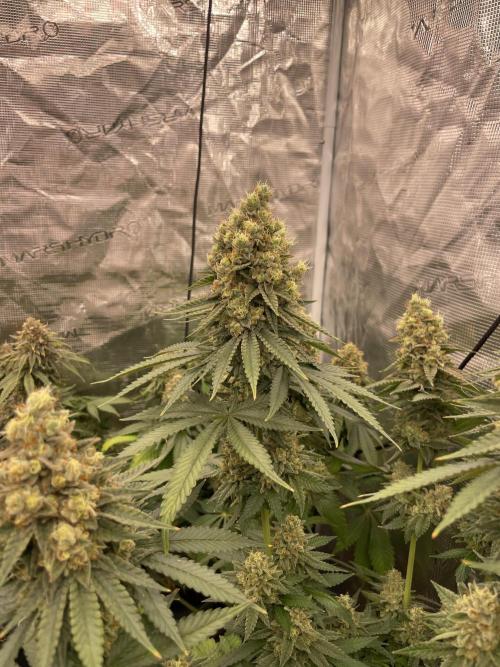 Purple Overload. Week 14
