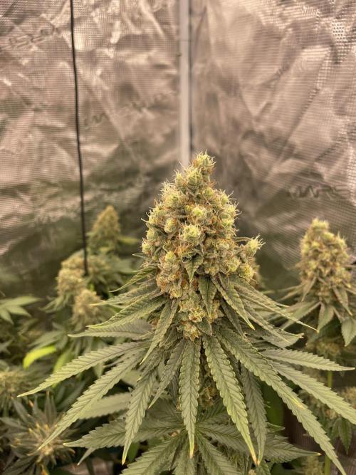 Purple Overload. Week 14