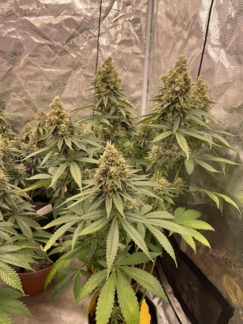 Purple Overload. Week 14