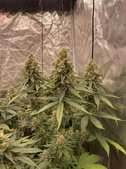 Purple Overload. Week 14