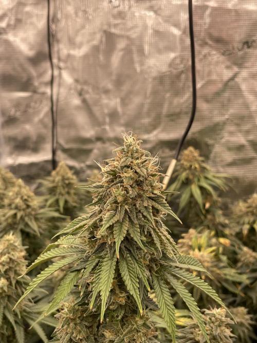 Sticky Brocoli Zamnesia+Plagron. Week 15