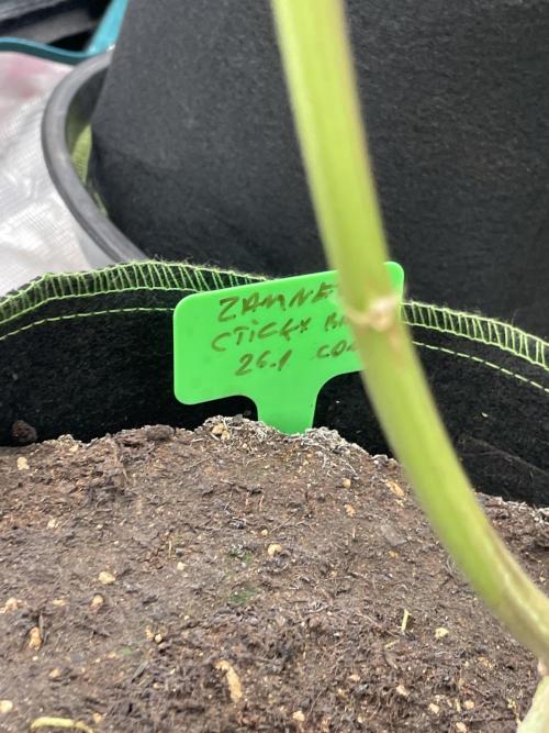 Sticky Brocoli Zamnesia+Plagron. Week 15