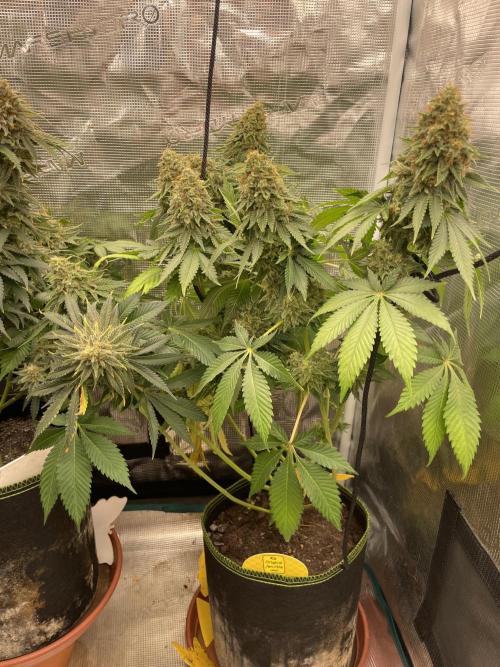 Orange ooze. Week 14