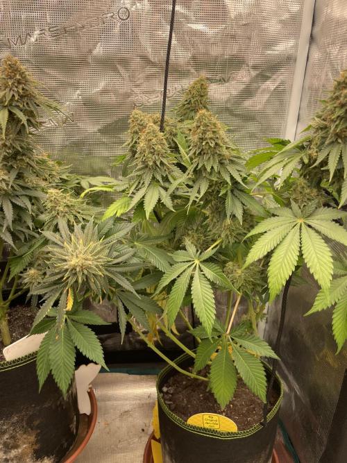 Orange ooze. Week 14