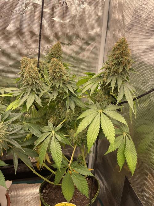 Orange ooze. Week 14