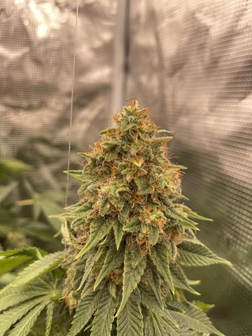 Orange ooze. Week 14