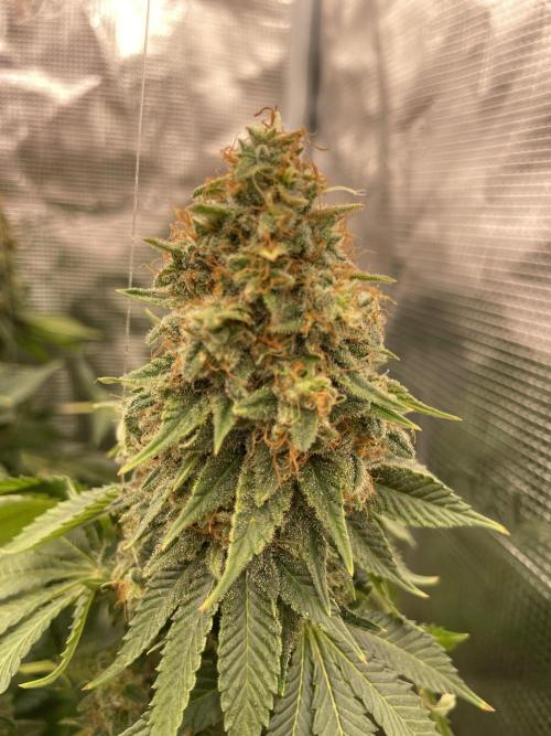 Orange ooze. Week 14