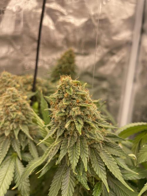 Orange ooze. Week 14