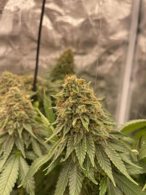 Orange ooze. Week 14