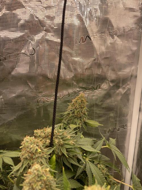 Orange ooze. Week 14
