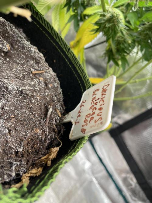 Sugar black rose 🥀. Week 14