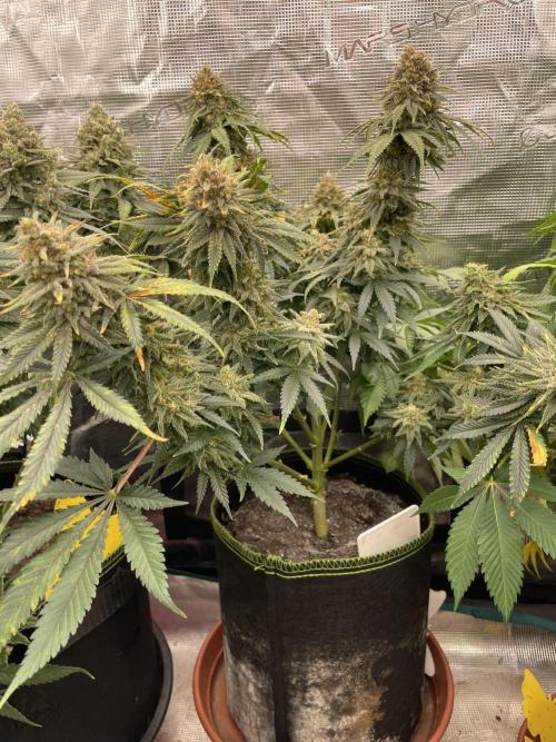 Sugar black rose 🥀. Week 14