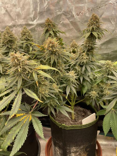 Sugar black rose 🥀. Week 14