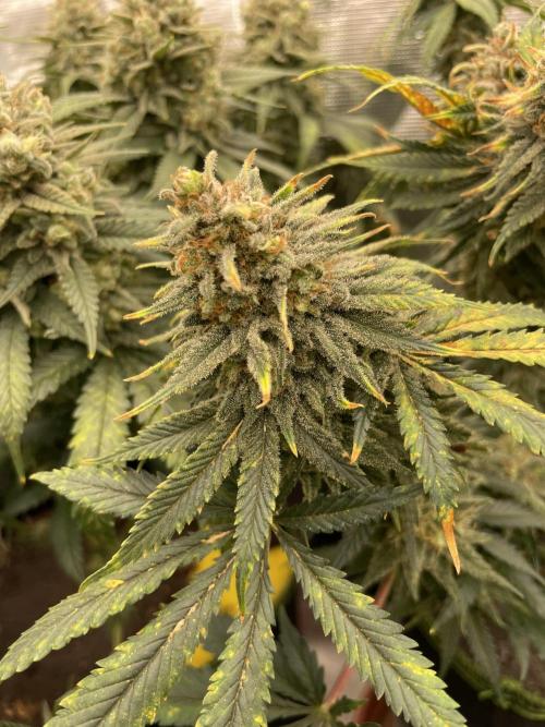 Sugar black rose 🥀. Week 14