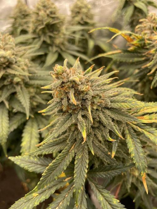 Sugar black rose 🥀. Week 14
