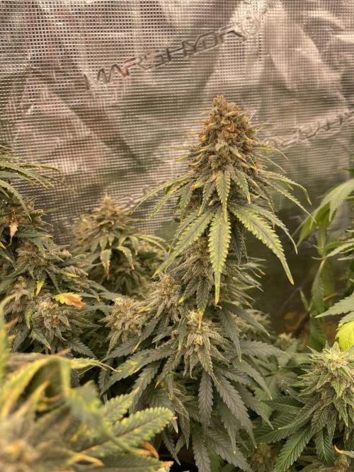 Sugar black rose 🥀. Week 14