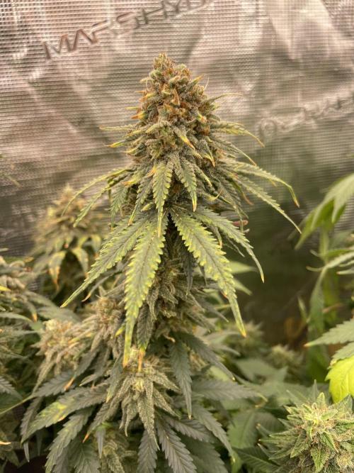Sugar black rose 🥀. Week 14