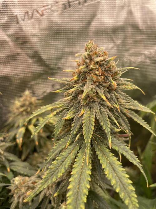 Sugar black rose 🥀. Week 14