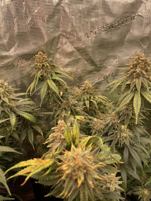 Sugar black rose 🥀. Week 14
