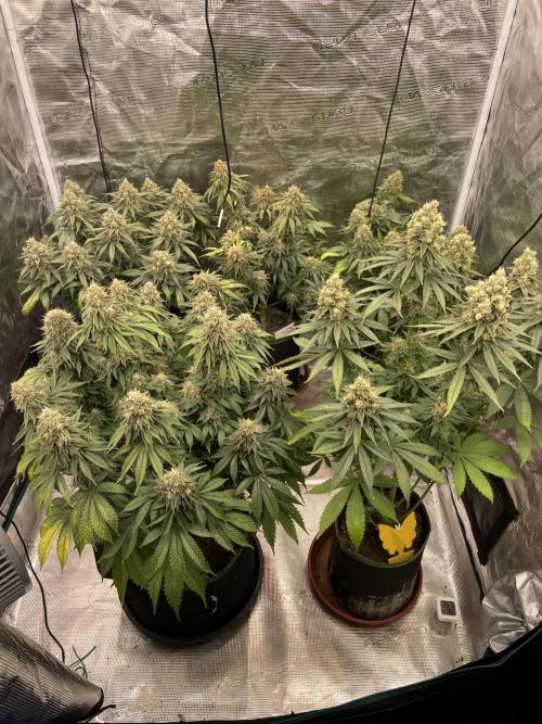 Bubble 🫧 OG gum. Week 15