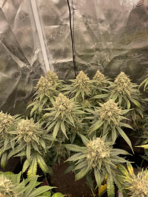Bubble 🫧 OG gum. Week 15