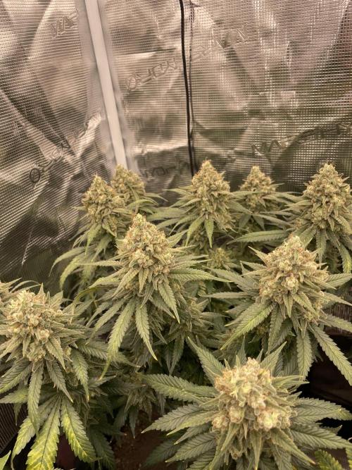 Bubble 🫧 OG gum. Week 15