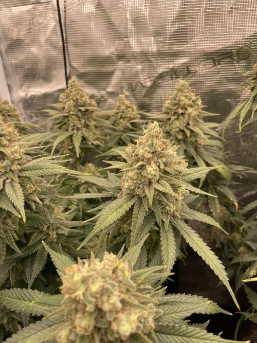 Bubble 🫧 OG gum. Week 15