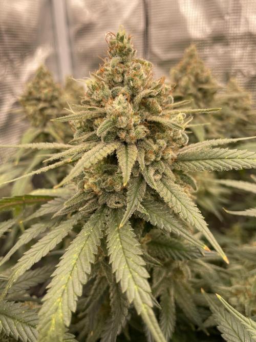 Bubble 🫧 OG gum. Week 15