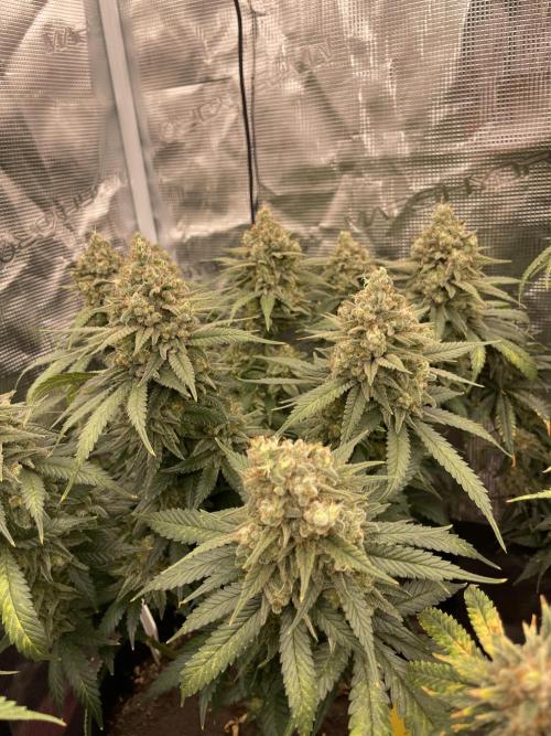 Bubble 🫧 OG gum. Week 15