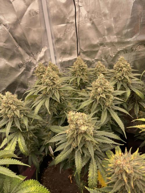 Bubble OG Gum. Week 15