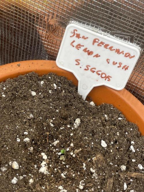 San Fernando lemon kush. Week 1
