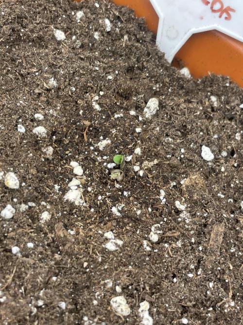 San Fernando lemon kush. Week 1