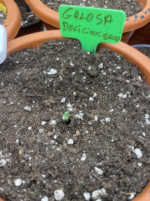 Golosa. Week 1