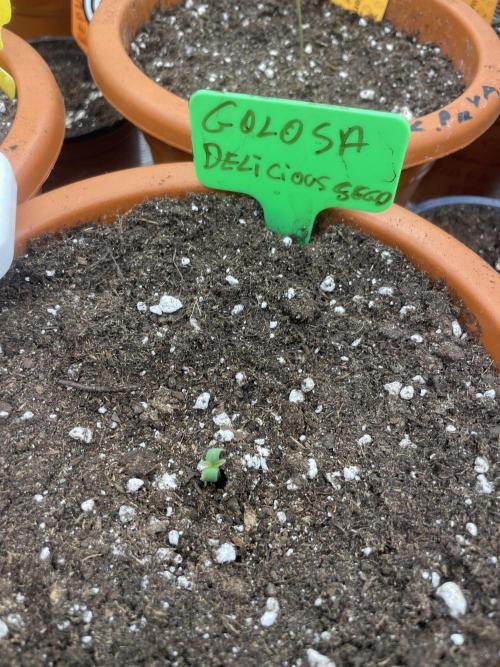 Golosa. Week 1