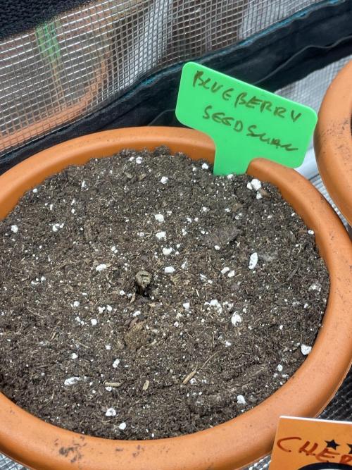 Blueberry. Week 1