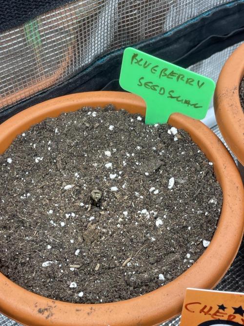 Blueberry. Week 1