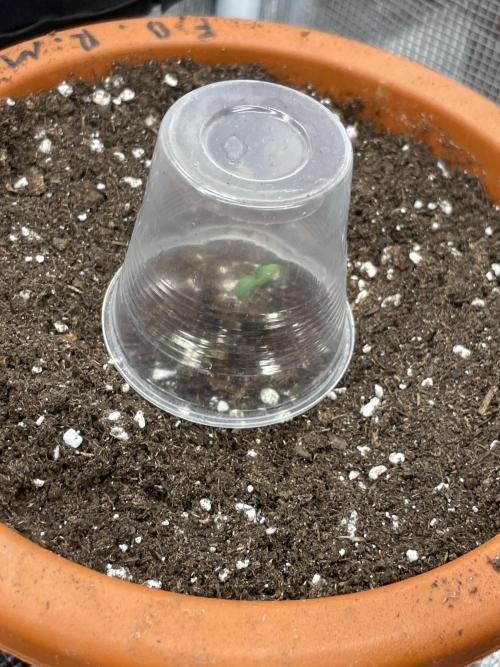 Mexican rush. Week 1