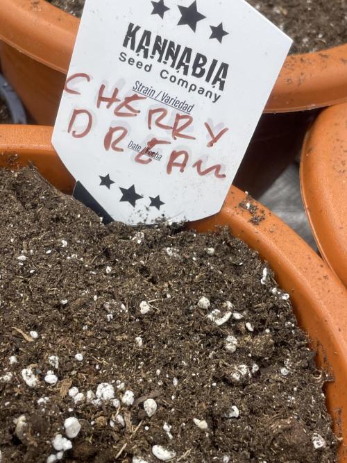Cherry π Dream π. Week 1